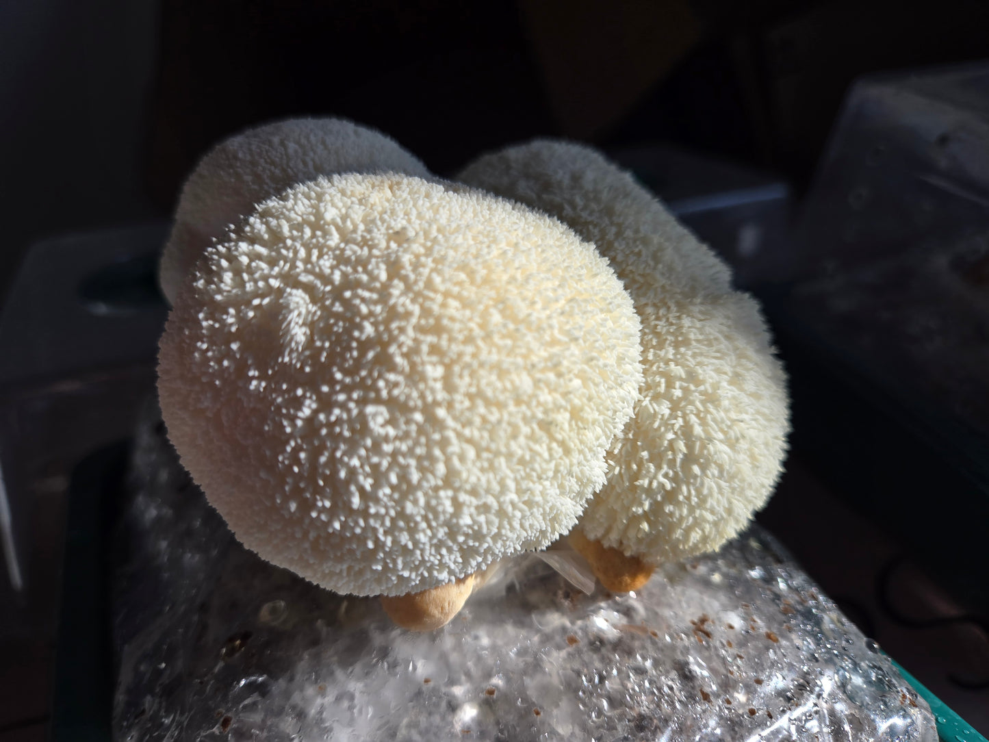 Lion's Mane Countertop Mushroom Grow Kit | Spray & Grow Kit with Mini Greenhouse | Non-GMO, Beginner Friendly & Easy to Use | Grow Your Mushrooms at Home | Made in The USA