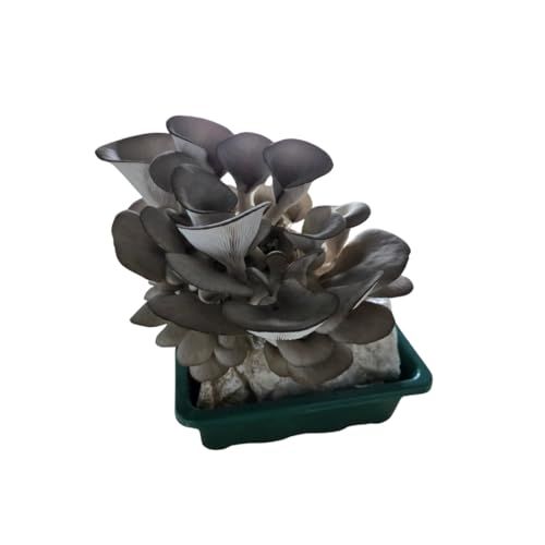 Blue Oyster Mushroom Grow Kit | Spray & Grow Kit with Mini Greenhouse | Non-GMO, Beginner Friendly & Easy to Use | Grow Your Mushrooms at Home | Made in The USA