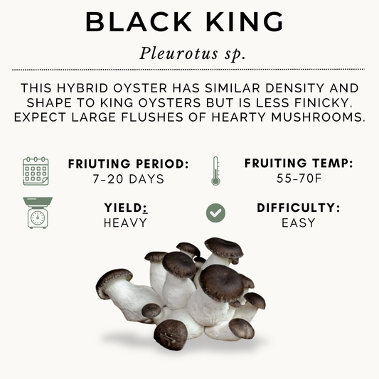 100ml Black King Syringe