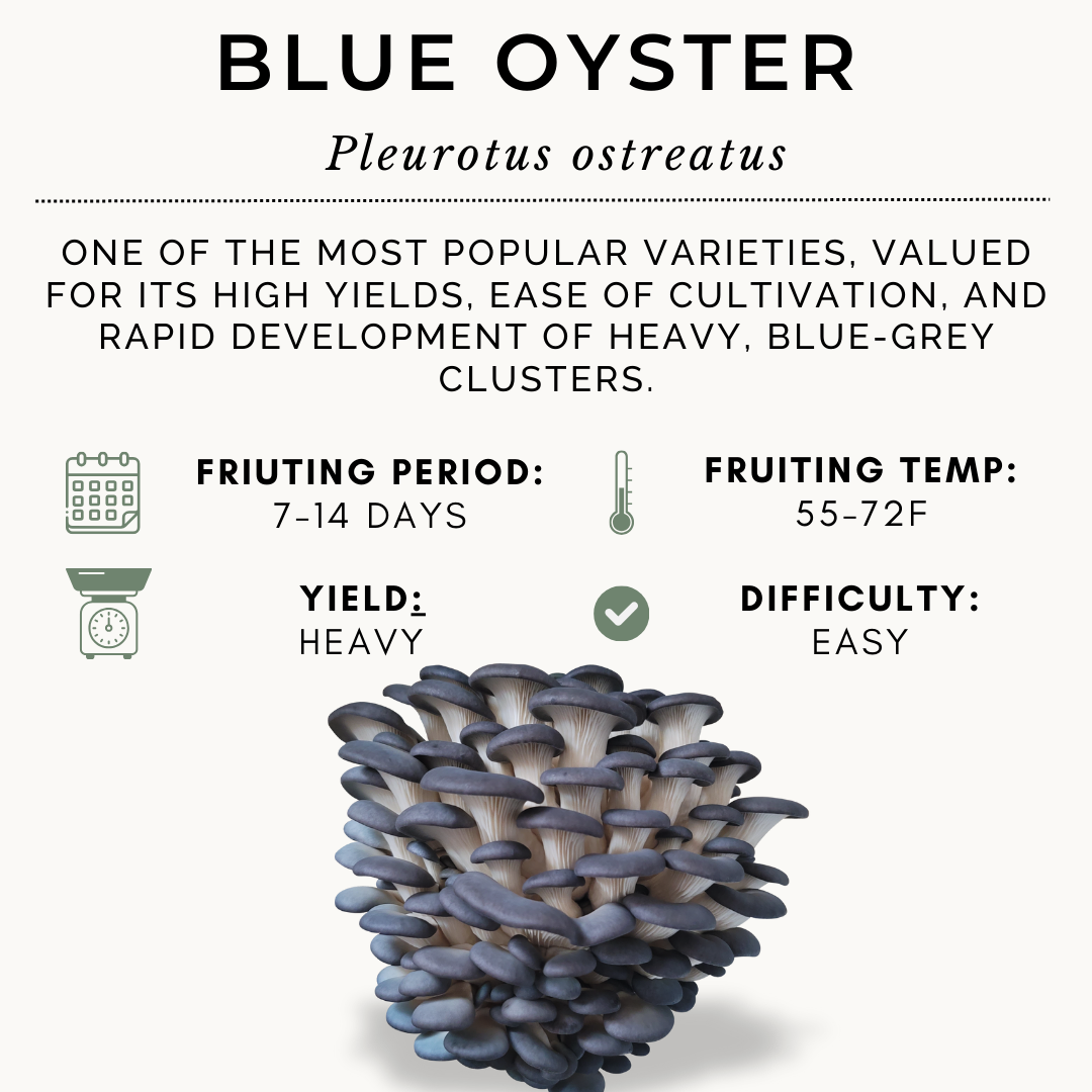 100ml Blue Oyster Syringe
