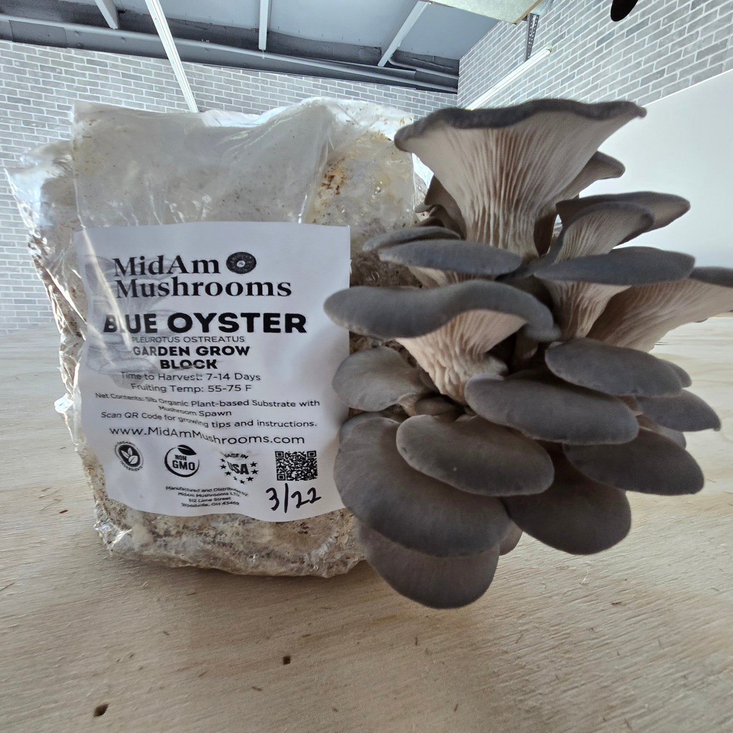 MidAm Mushrooms Blue Oyster Grow Bag