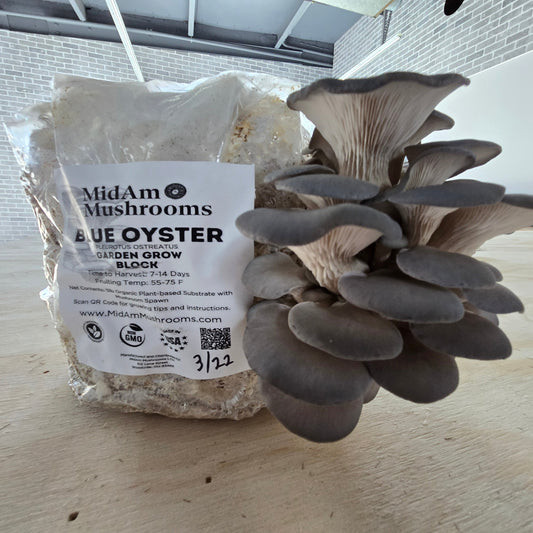 MidAm Mushrooms Blue Oyster Grow Bag