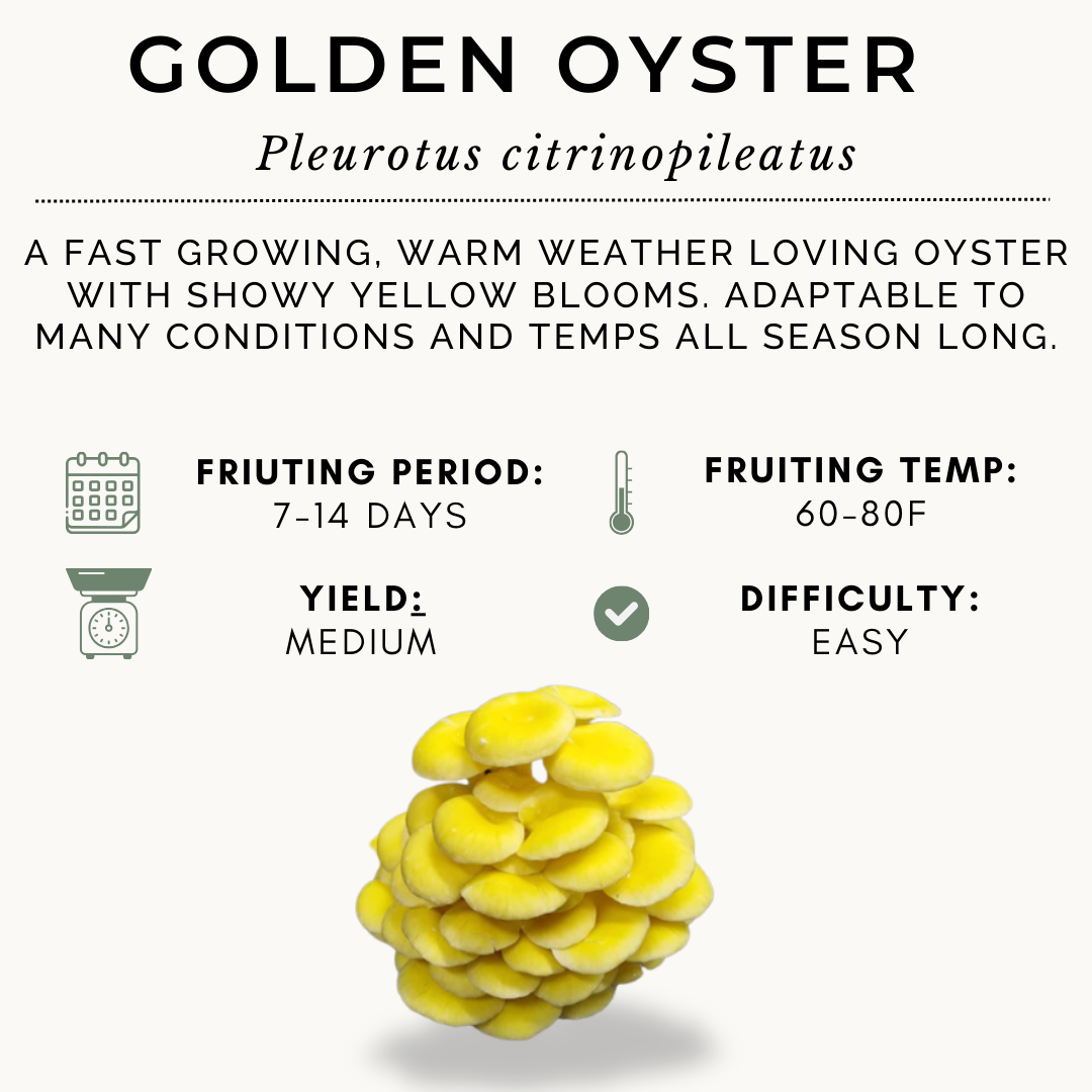 100ml Golden Oyster Syringe