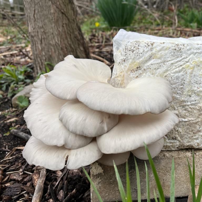 Oyster Mushrooms Growing Garden