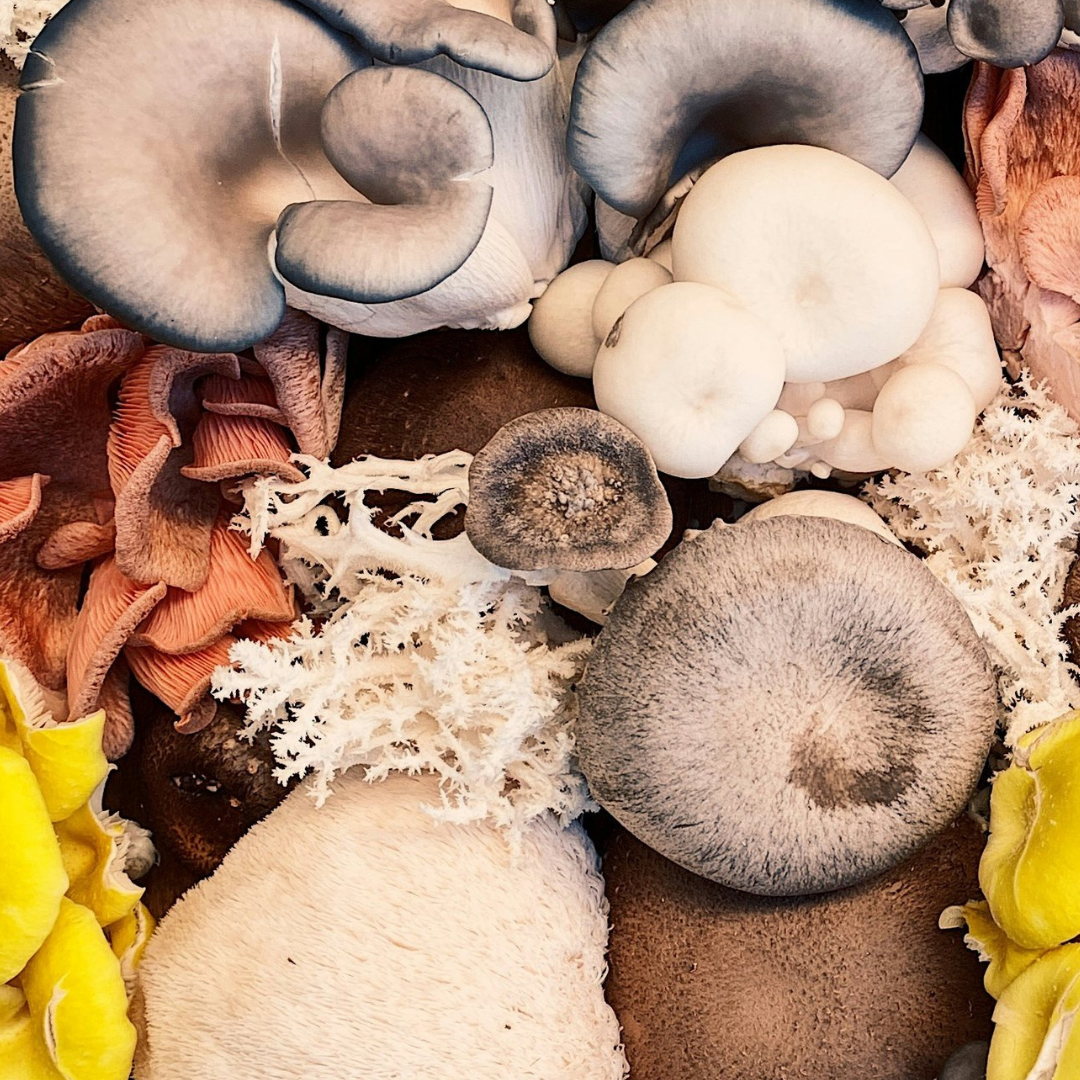 Grow Your Own Gourmet Mushrooms with MidAm Mushrooms Garden Block