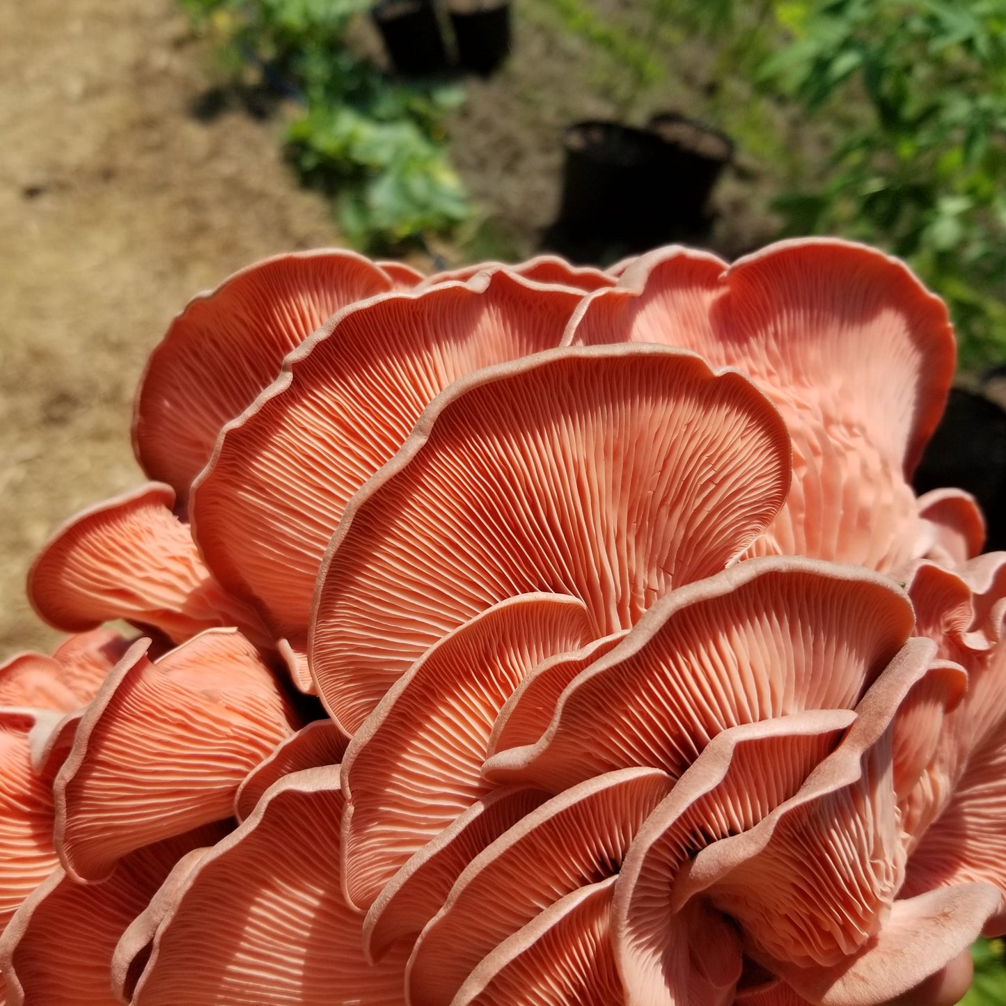 MidAm Mushrooms Pink Oysters
