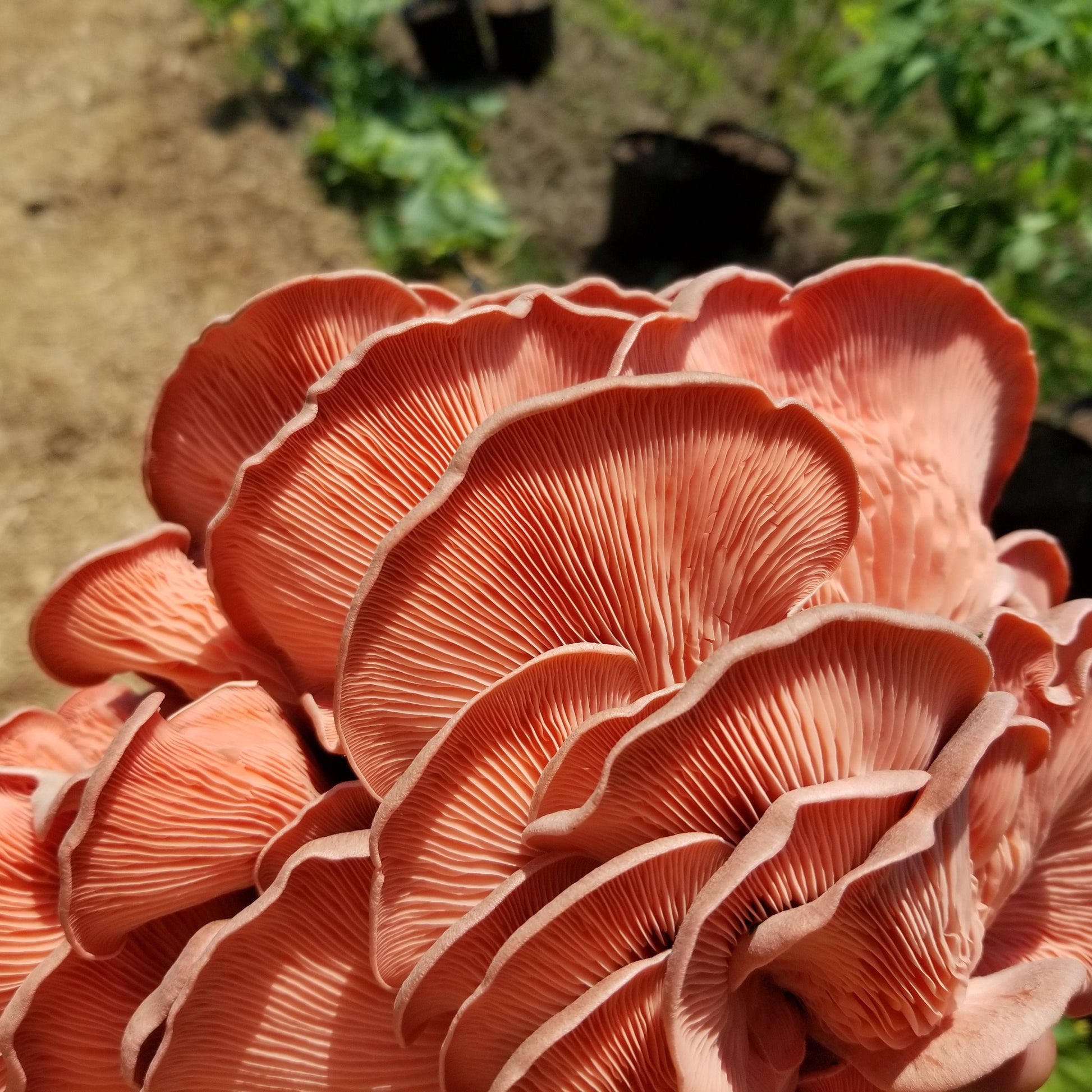 MidAm Mushrooms Pink Oysters