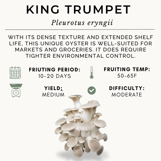 100ml King Oyster Syringe