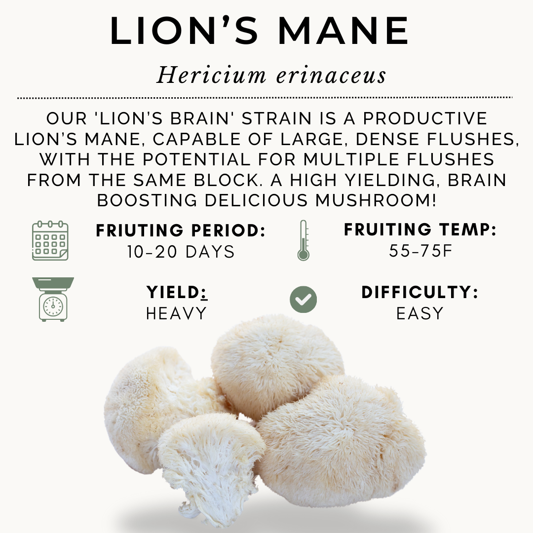 100ml Lion's Mane Syringe