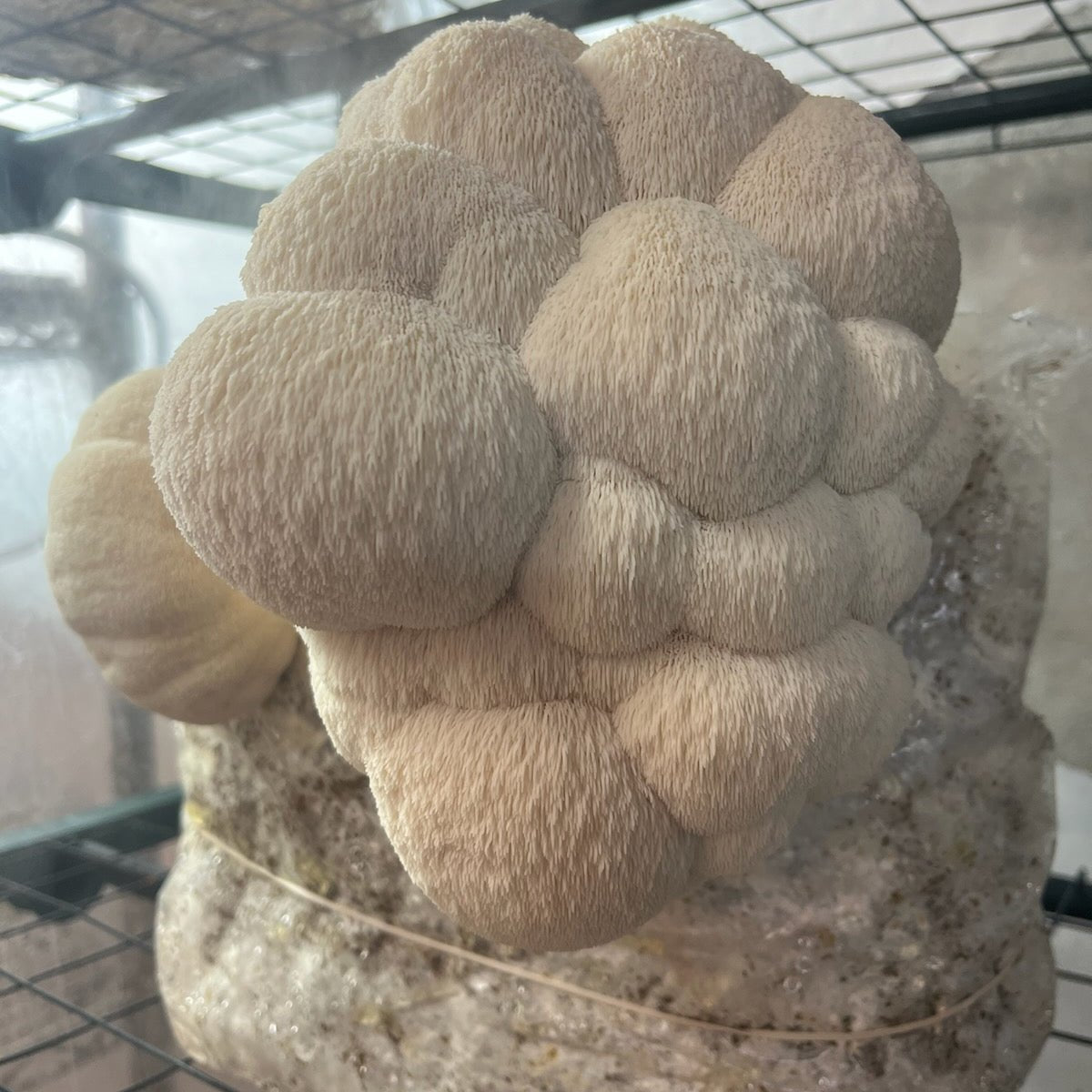 Growing Lions Mane Mushrooms 