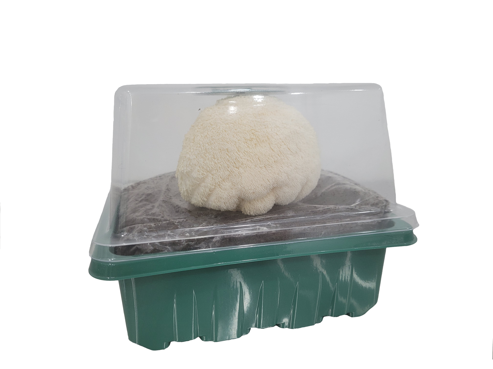 MidAm Mushrooms Lion's Mane Grow Kit