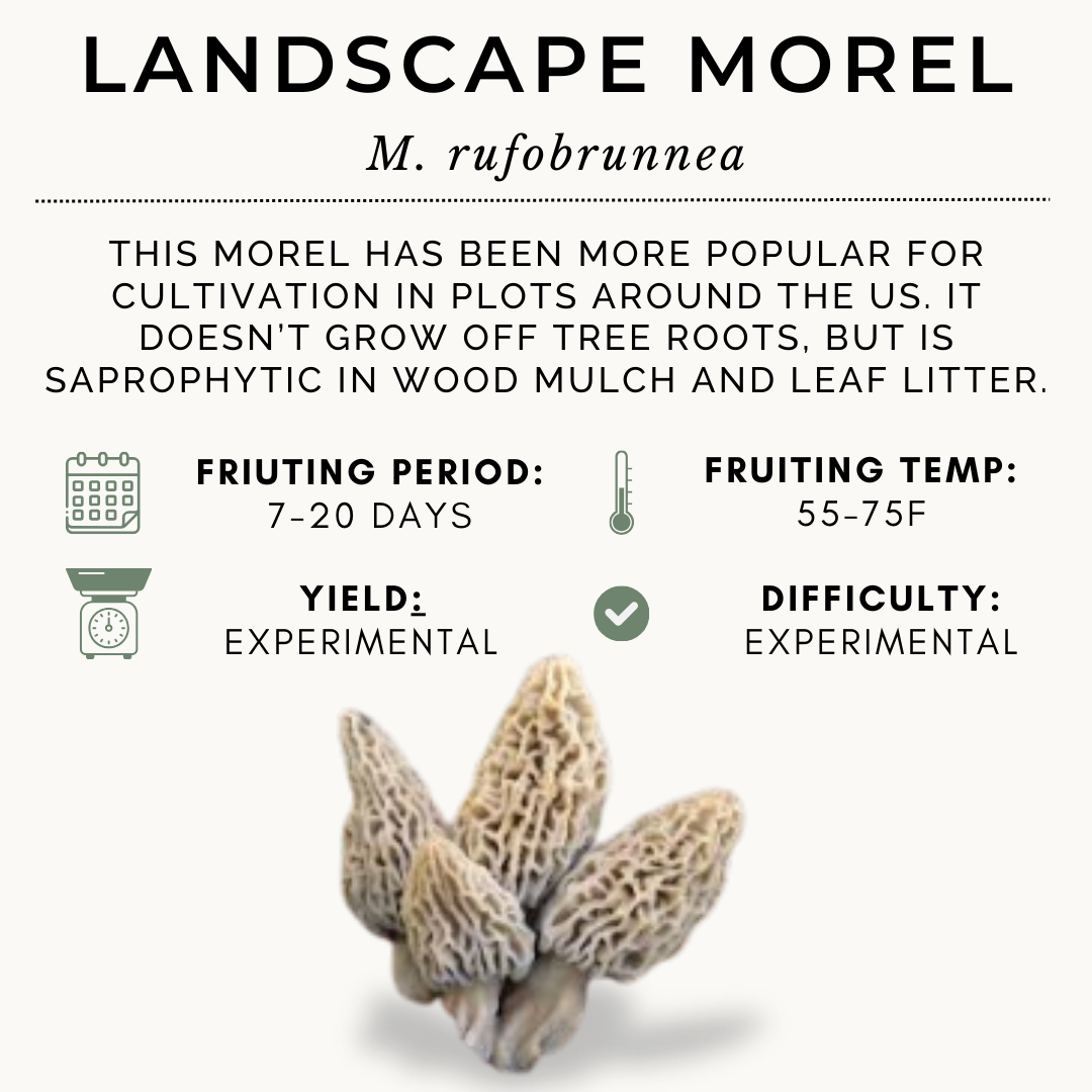 100ml Morel Syringe