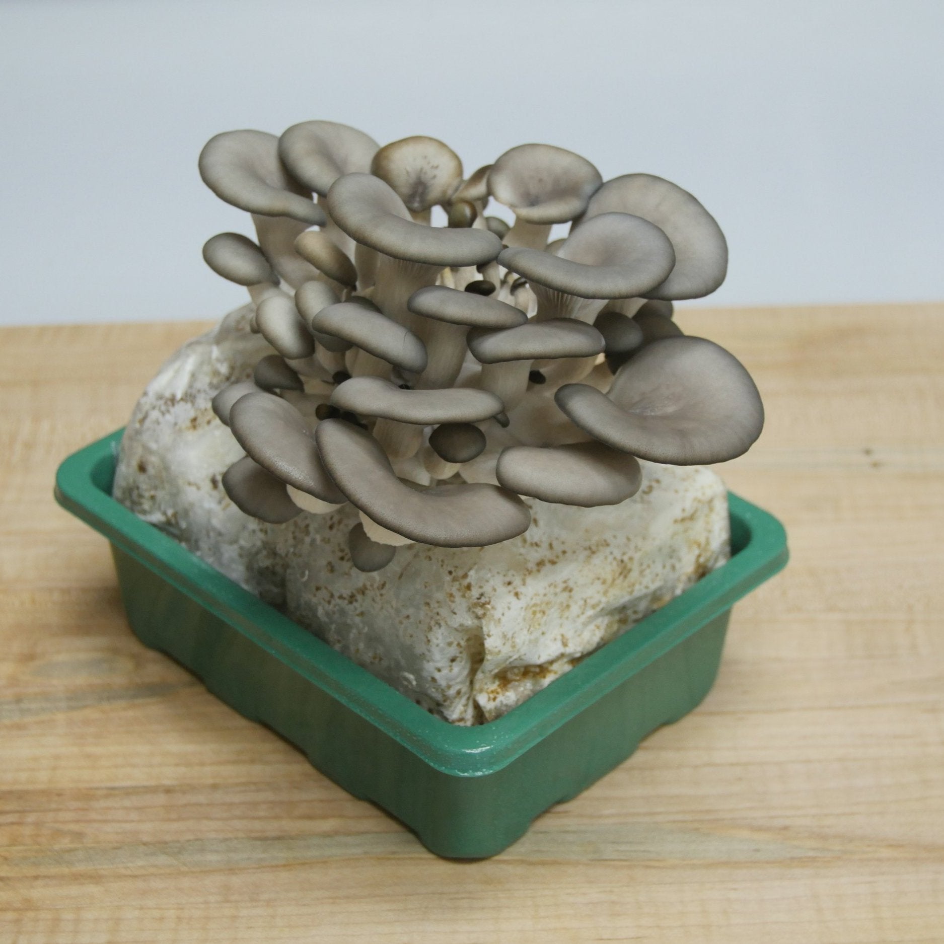 Fruiting Blue Oyster MidAm Mushrooms Grow Kit