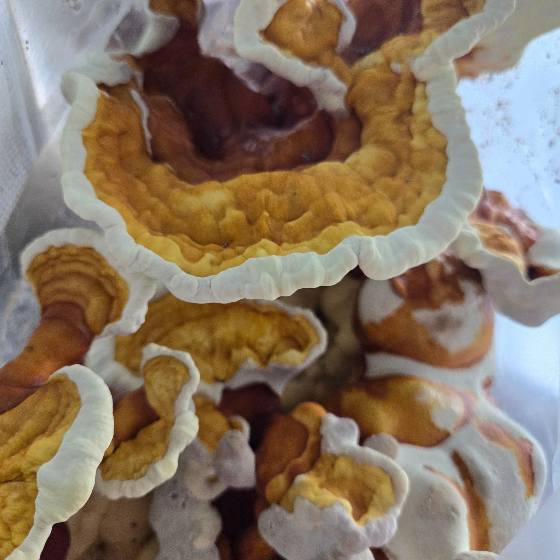 Fruiting Reishi in MidAm Mushrooms Garden Grow Block