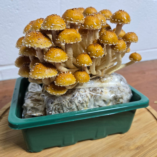 MidAm Mushrooms Fruiting Chestnut Mushroom Countertop Grow Kit
