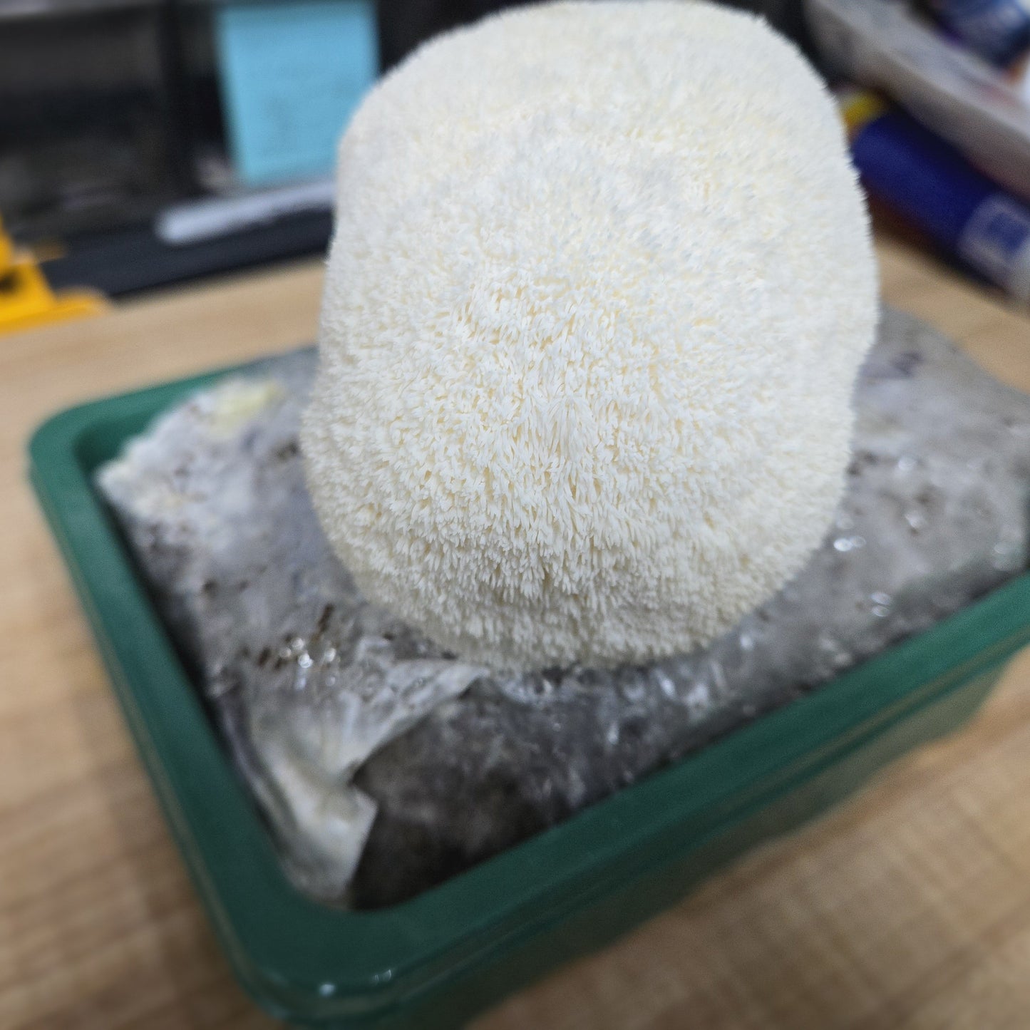 Fruiting Lion's Mane MidAm Mushrooms Countertop Kit