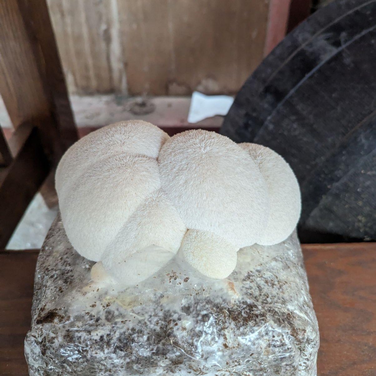 Fruiting MidAm Mushrooms Lions Mane 5lb. Grow Bag