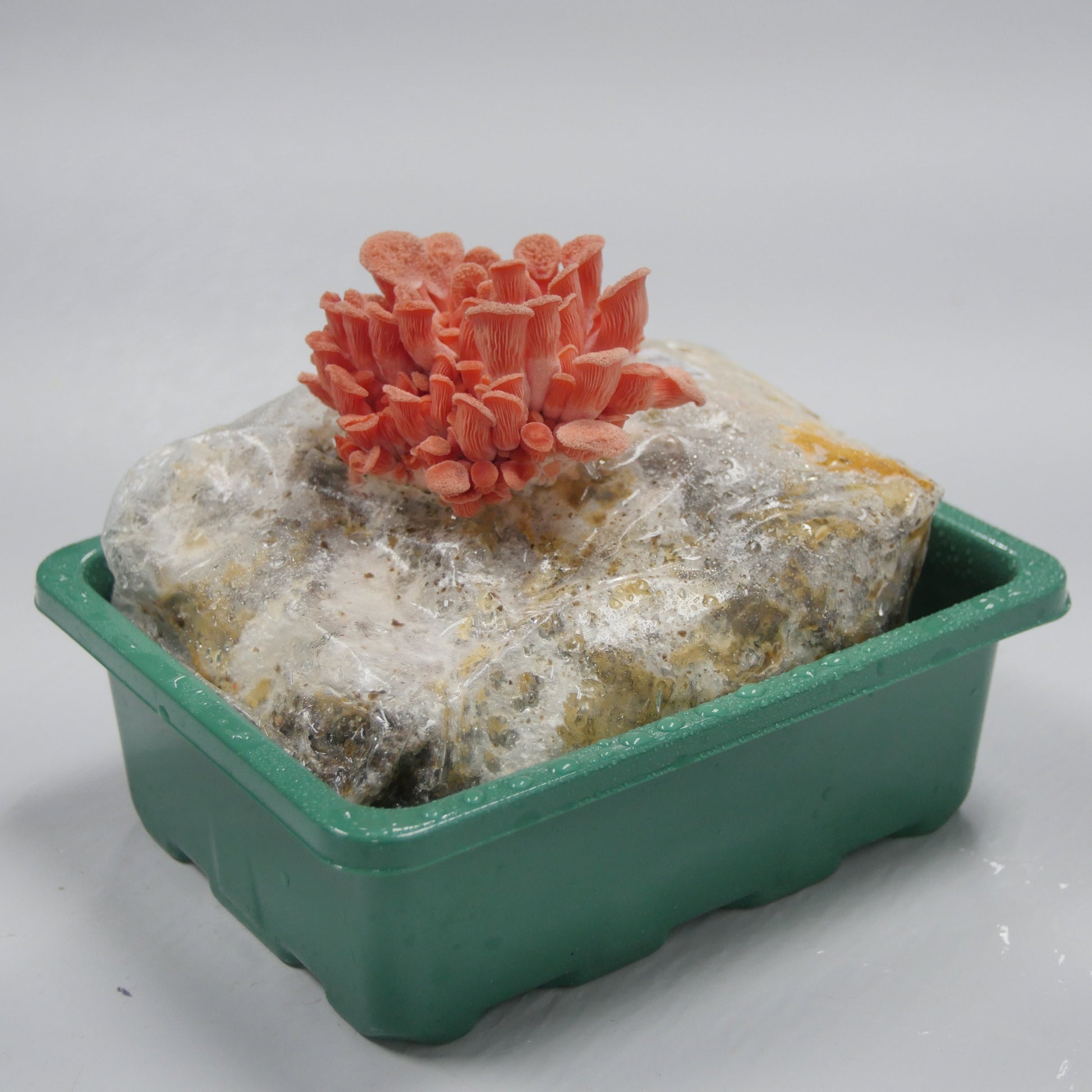 Fruiting Pink Oysters MidAm Mushrooms Grow Kit