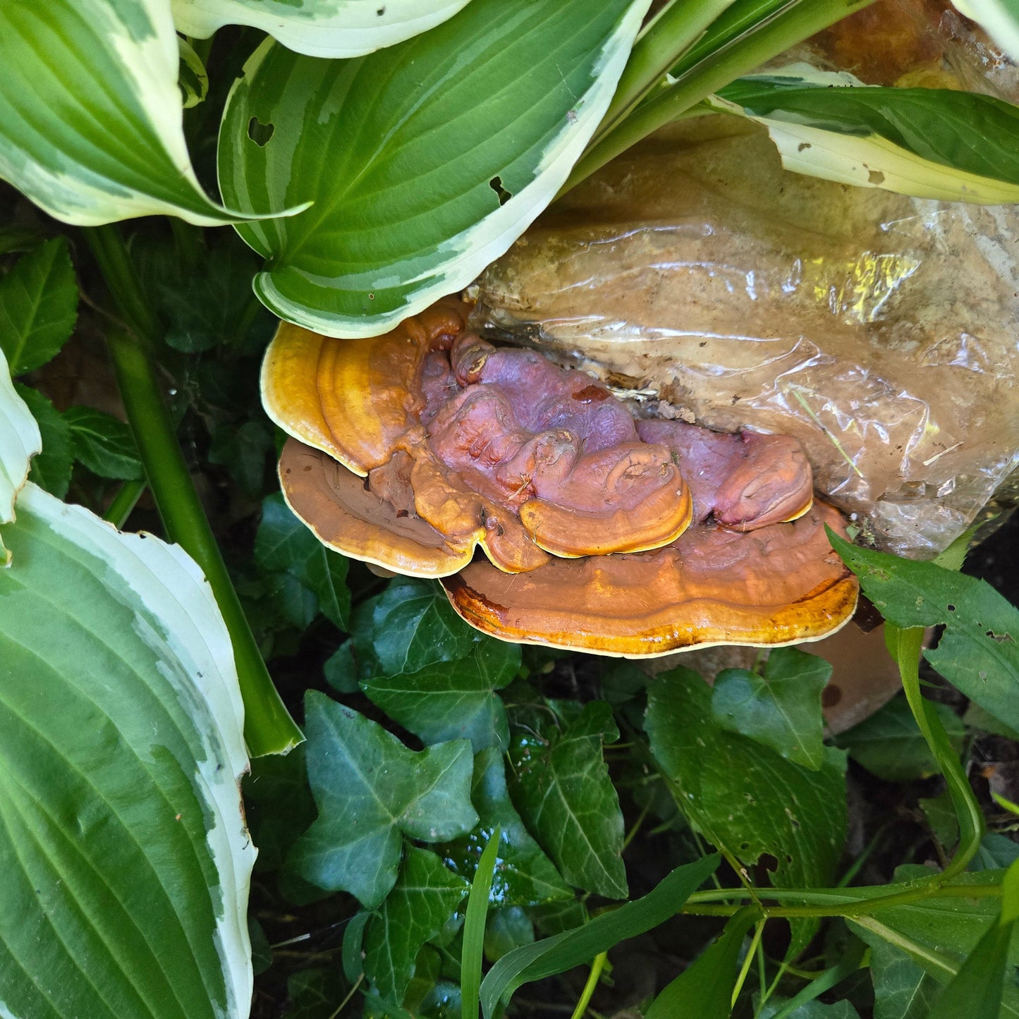 Fruiting Reishi MidAm Mushrooms Grow Bag in Outside Garden