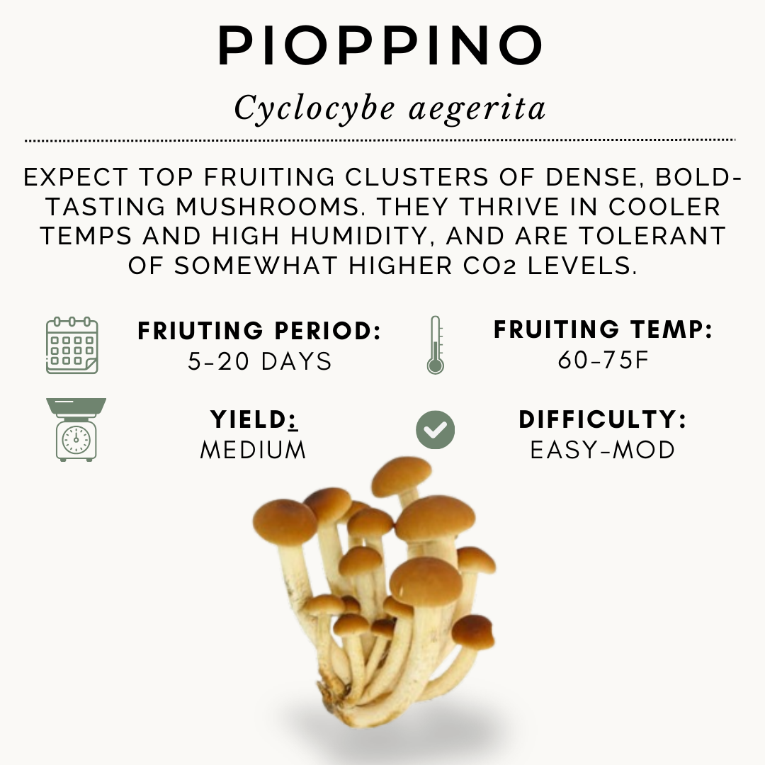 10lb Pioppino Farmer Block