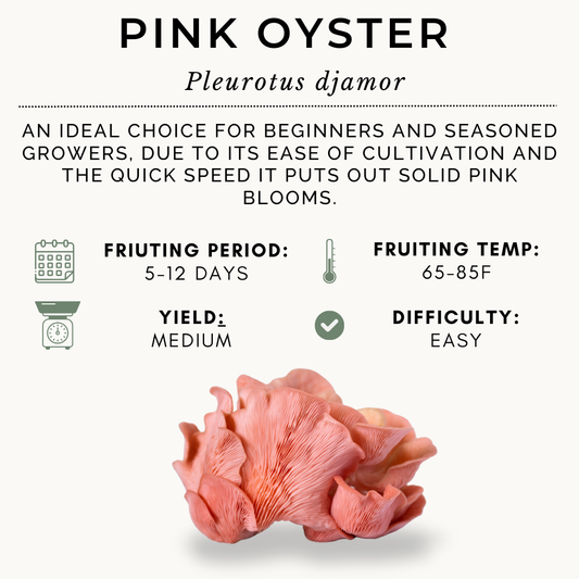 100ml Pink Oyster Syringe