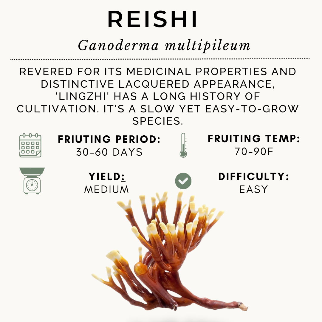 10lb Reishi Farmer Block