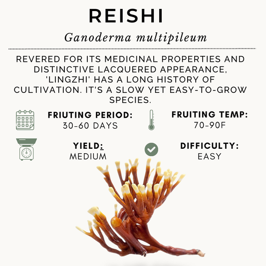 100ml Reishi Syringe