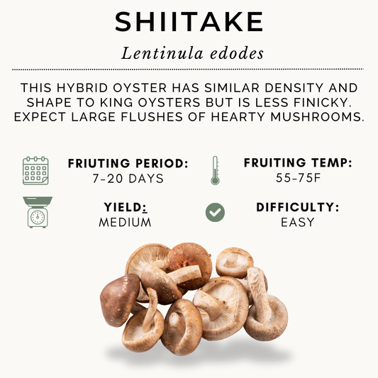 100ml Shiitake Syringe