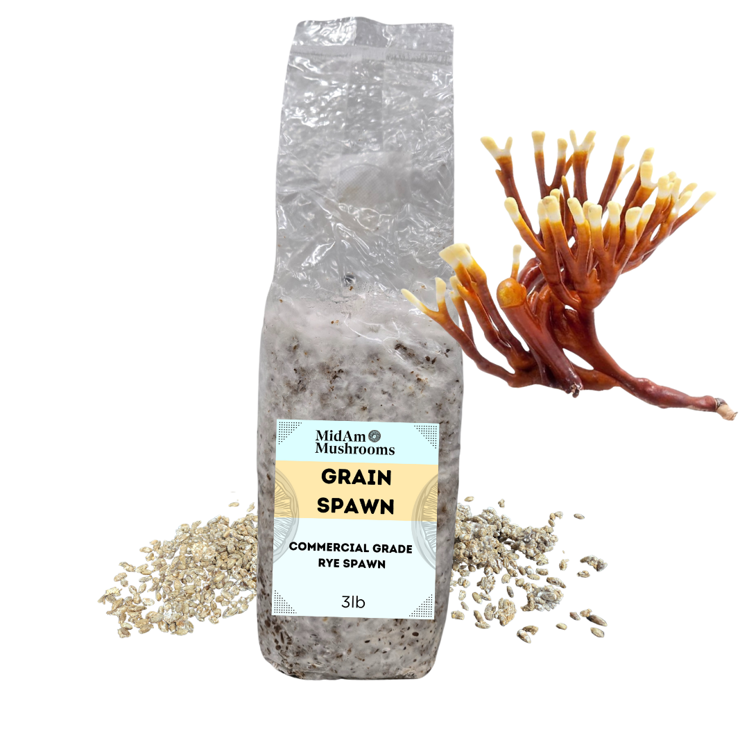 3lb Reishi Spawn