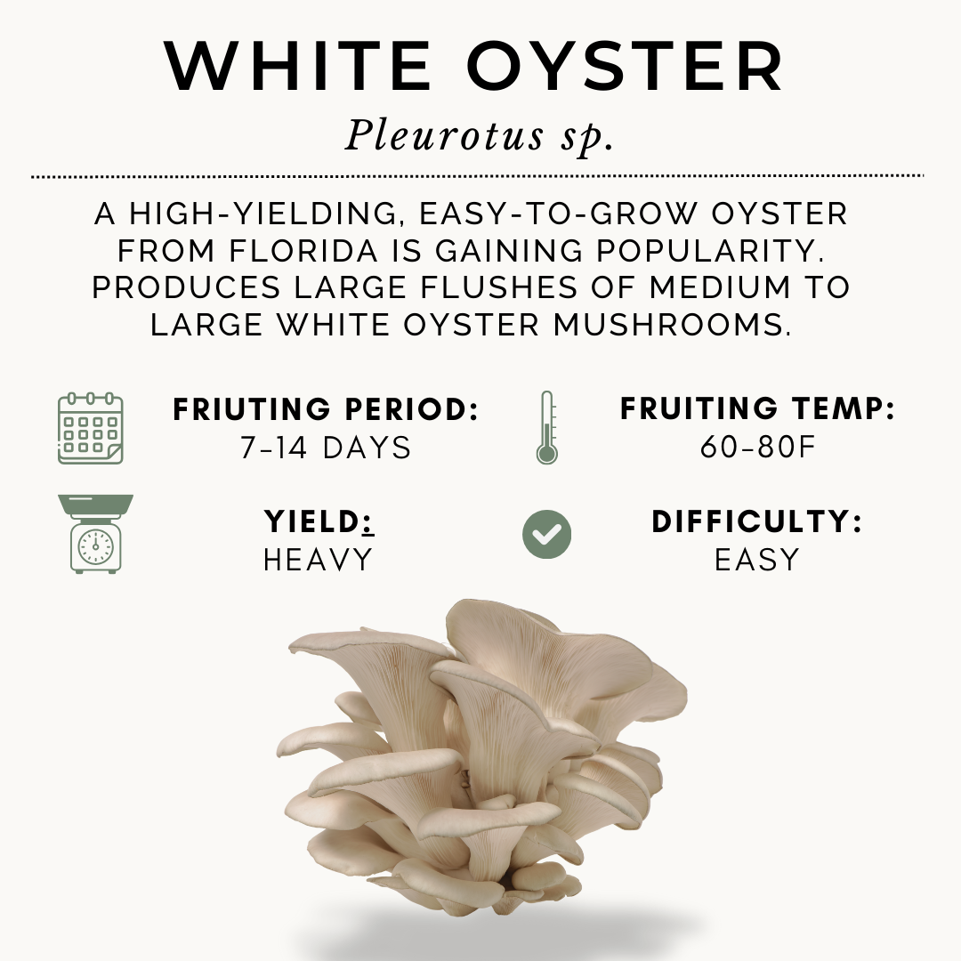 10lb White Oyster Farmer Block