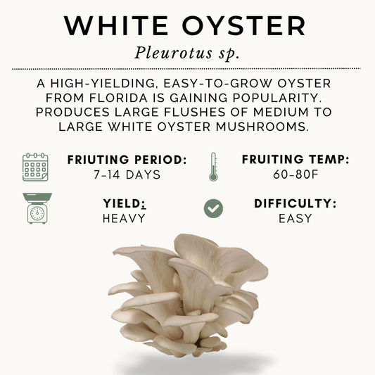 10lb White Oyster Farmer Block