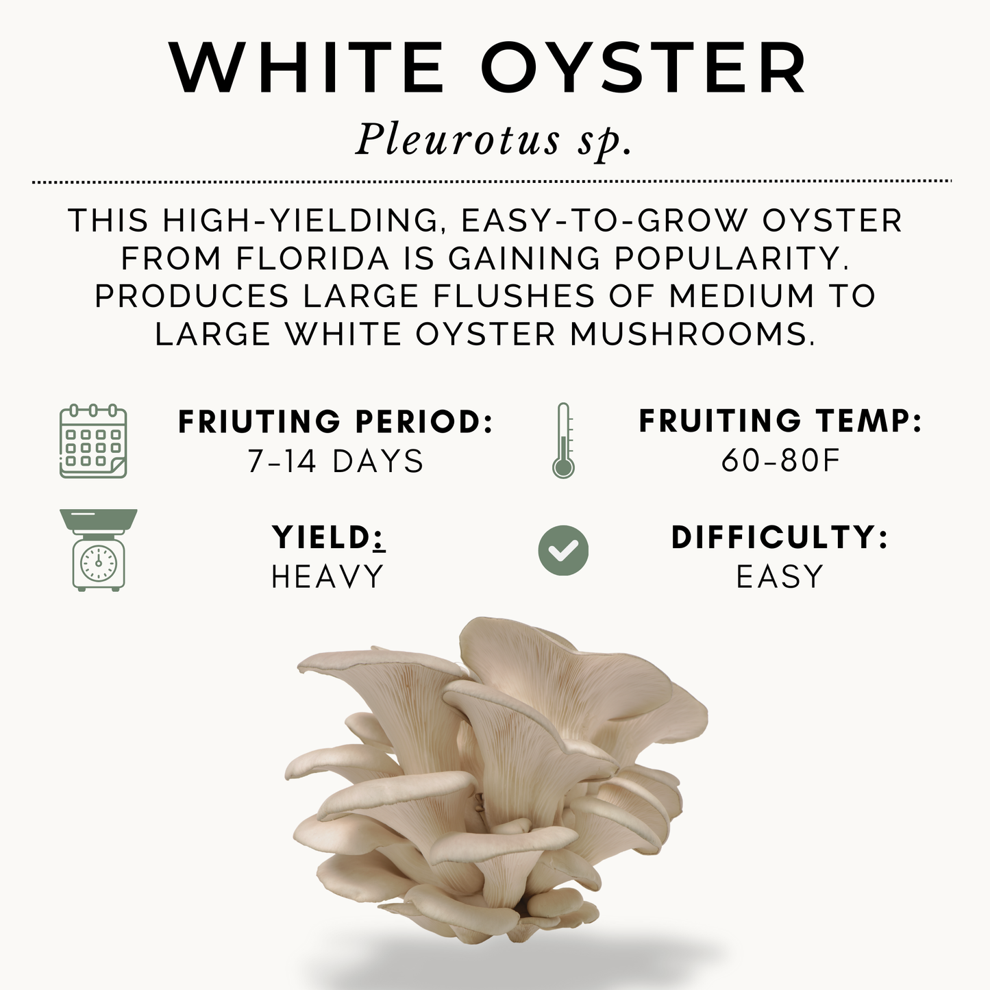 100ml White Oyster Syringe