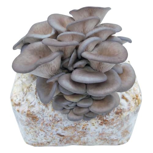 5lb Mushroom Grow Kit for Beginners or Pros – Organic Substrate Block – Cut Bag Corner, Keep Humid, and Watch it Grow – Easy Indoor & Outdoor Kit (Blue Oyster)