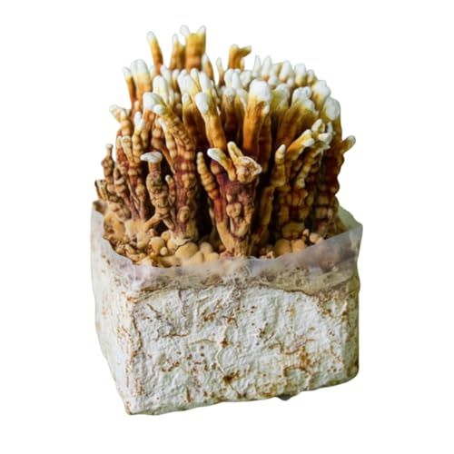 5lb REISHI Mushroom Grow Kit for Beginners or Pros – Organic Substrate Block – Medicinal Antler Reishi Ganoderma – Cut Bag Corner, Keep Humid, and Watch it Grow – Easy Indoor & Outdoor Kit